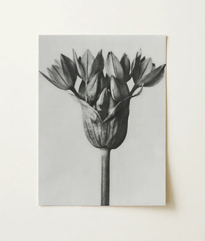 Black-and-white Photographic Print Tulip Bud Canvas Karl Blossfeldt, Allium Ostroroskianum, Blossfeldt’s Meticulous Capture
