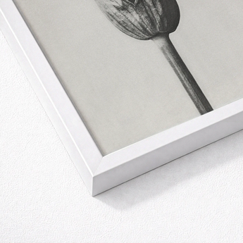 White Rectangular Picture Frame Black-and-white Sketch Lotus Bud Karl Blossfeldt, Allium Ostroroskianum, Blossfeldt’s Meticulous Capture