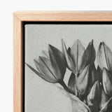 Minimalist Black-and-white Canvas Print Tulips Light Wood Frame Karl Blossfeldt, Allium Ostroroskianum, Blossfeldt’s Meticulous Capture