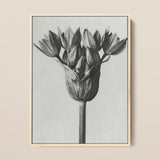 Allium Ostroroskianum (ornamental Onion) - Karl Blossfeldt Art Print / Canvas, Karl Blossfeldt, Allium Ostroroskianum, Karl Blossfeldt’s