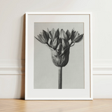 Allium Ostroroskianum (ornamental Onion) - Karl Blossfeldt Art Print / Canvas, Karl Blossfeldt, Allium Ostroroskianum, Karl Blossfeldt’s