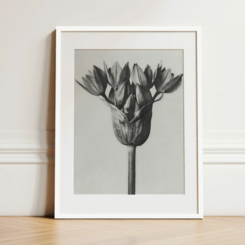 Allium Ostroroskianum (ornamental Onion) - Karl Blossfeldt Art Print / Canvas, Karl Blossfeldt, Allium Ostroroskianum, Karl Blossfeldt’s