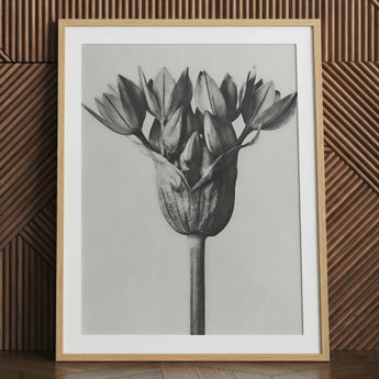Allium Ostroroskianum (ornamental Onion) - Karl Blossfeldt Art Print / Canvas, Karl Blossfeldt, Allium Ostroroskianum, Karl Blossfeldt’s