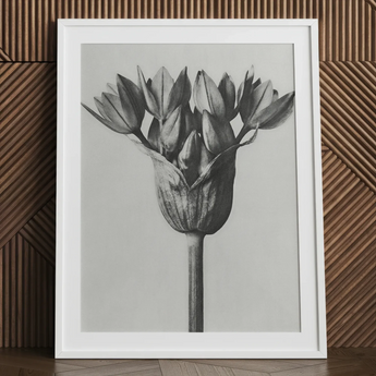 Allium Ostroroskianum (ornamental Onion) - Karl Blossfeldt Art Print / Canvas, Karl Blossfeldt, Allium Ostroroskianum, Karl Blossfeldt’s