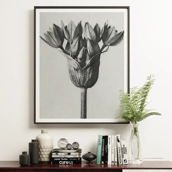 Allium Ostroroskianum (ornamental Onion) - Karl Blossfeldt Art Print / Canvas, Karl Blossfeldt, Allium Ostroroskianum, Karl Blossfeldt’s