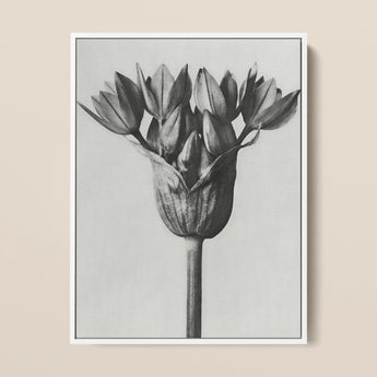 Allium Ostroroskianum (ornamental Onion) - Karl Blossfeldt Art Print / Canvas, Karl Blossfeldt, Allium Ostroroskianum, Karl Blossfeldt’s