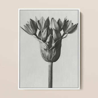 Allium Ostroroskianum (ornamental Onion) - Karl Blossfeldt Art Print / Canvas Framed Black White Botanical Illustration Tulip Bud Delicate