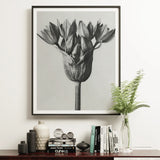 Allium Ostroroskianum (ornamental Onion) - Karl Blossfeldt Art Print / Canvas Framed Black White Photograph Tulip Flower Karl Blossfeldt,