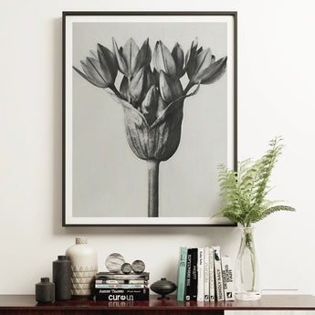 Allium Ostroroskianum (ornamental Onion) - Karl Blossfeldt Art Print / Canvas Framed Black White Photograph Tulip Flower Karl Blossfeldt,