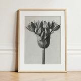 Allium Ostroroskianum (ornamental Onion) - Karl Blossfeldt Art Print / Canvas Minimalist Black-and-white Framed Botanical Print Close-up