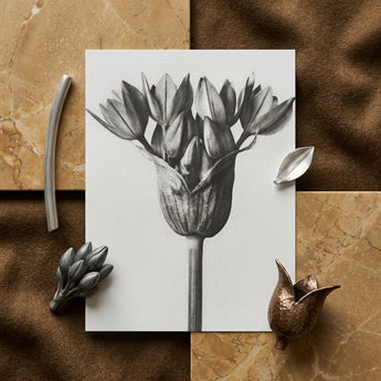 Allium Ostroroskianum (ornamental Onion) - Karl Blossfeldt Art Print / Canvas Monochrome Botanical Illustration Print Tulip Bulb Delicate