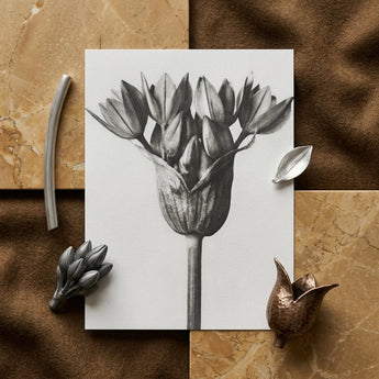 Allium Ostroroskianum (ornamental Onion) - Karl Blossfeldt Art Print / Canvas Monochrome Botanical Illustration Tulip Bulb Delicate