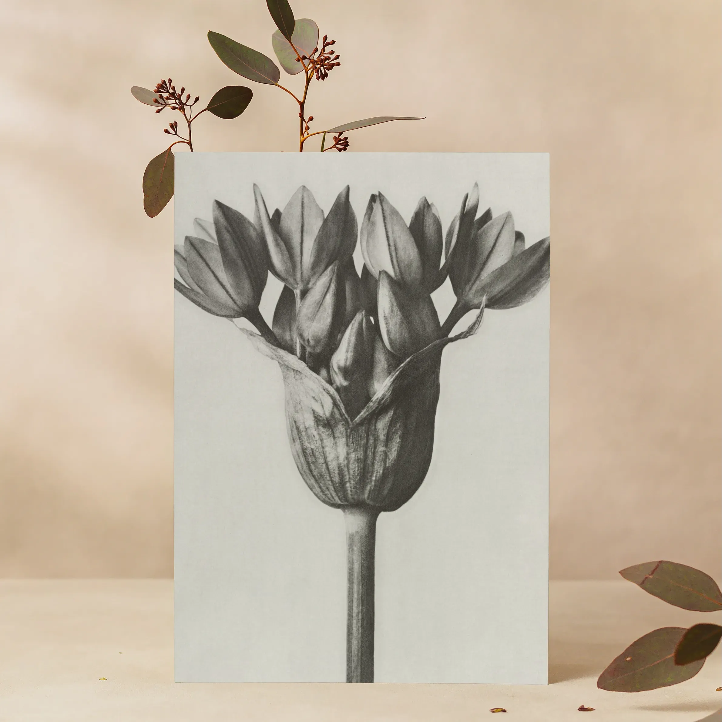 Allium Ostroroskianum (ornamental Onion) By Karl Blossfeldt Greeting Card - A5 Portrait / 1 Card - Notebooks & Notepads