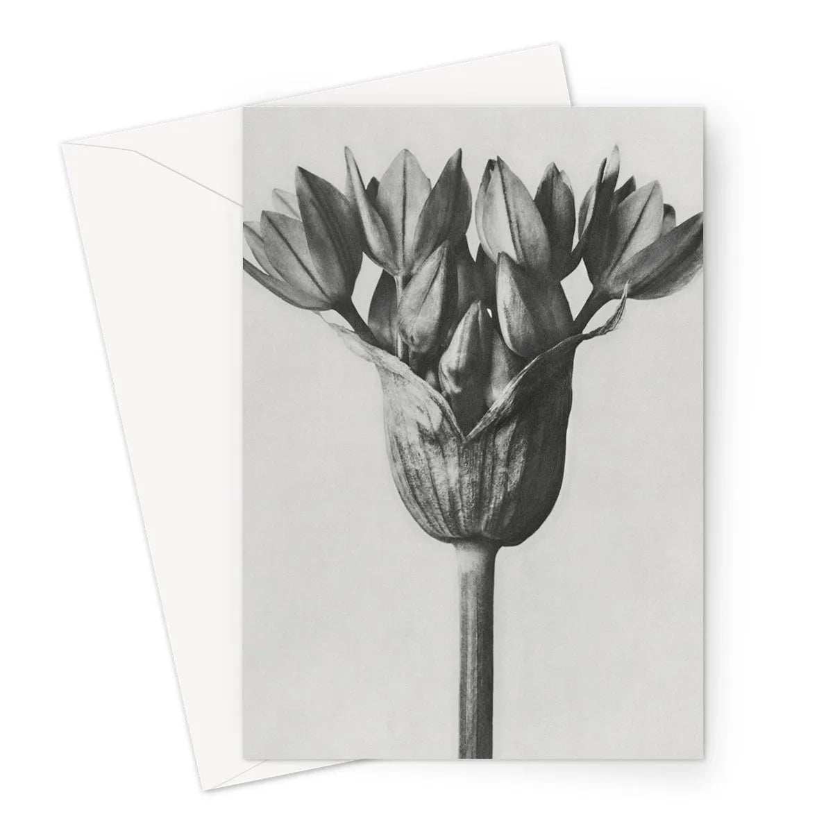 Allium Ostroroskianum (ornamental Onion) By Karl Blossfeldt Greeting Card - Notebooks & Notepads - Aesthetic Art