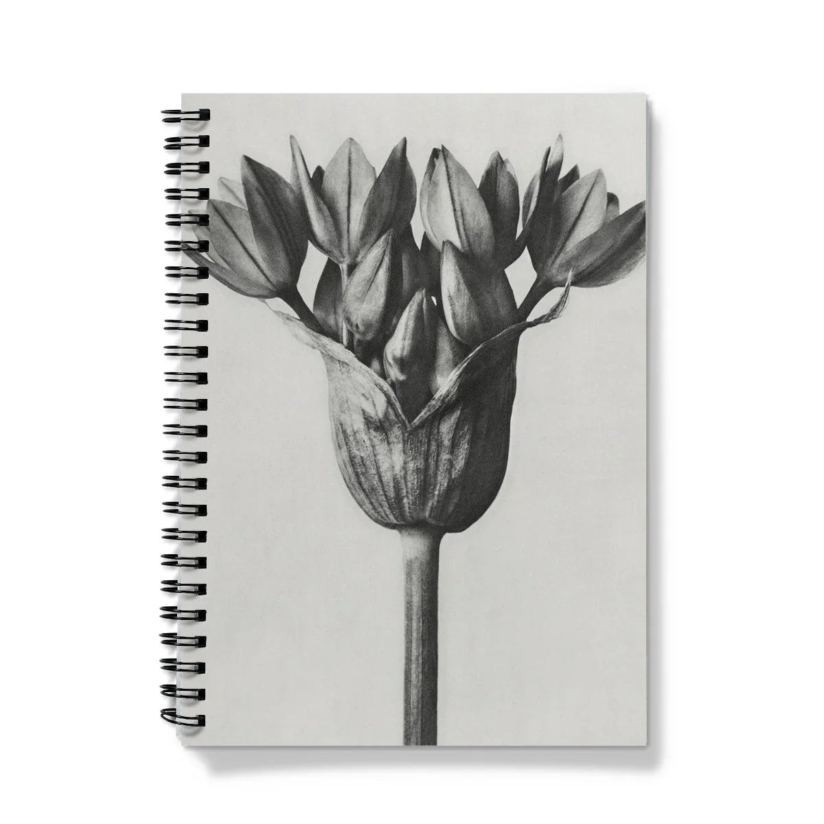 Allium Ostroroskianum (ornamental Onion) - Karl Blossfeldt Notebook Notebooks & Notepads