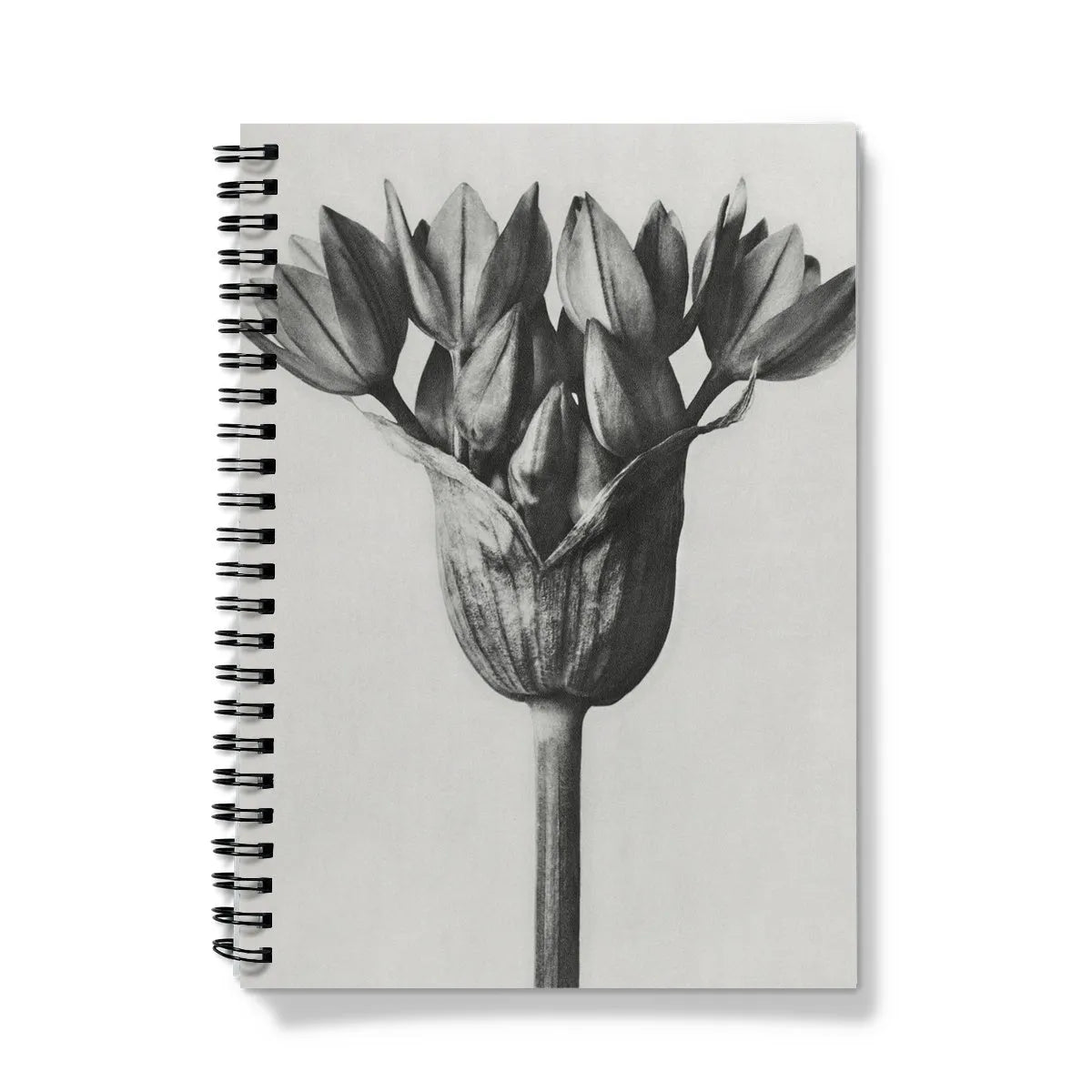 Allium Ostroroskianum (ornamental Onion) By Karl Blossfeldt Notebook - Notebooks & Notepads - Aesthetic Art