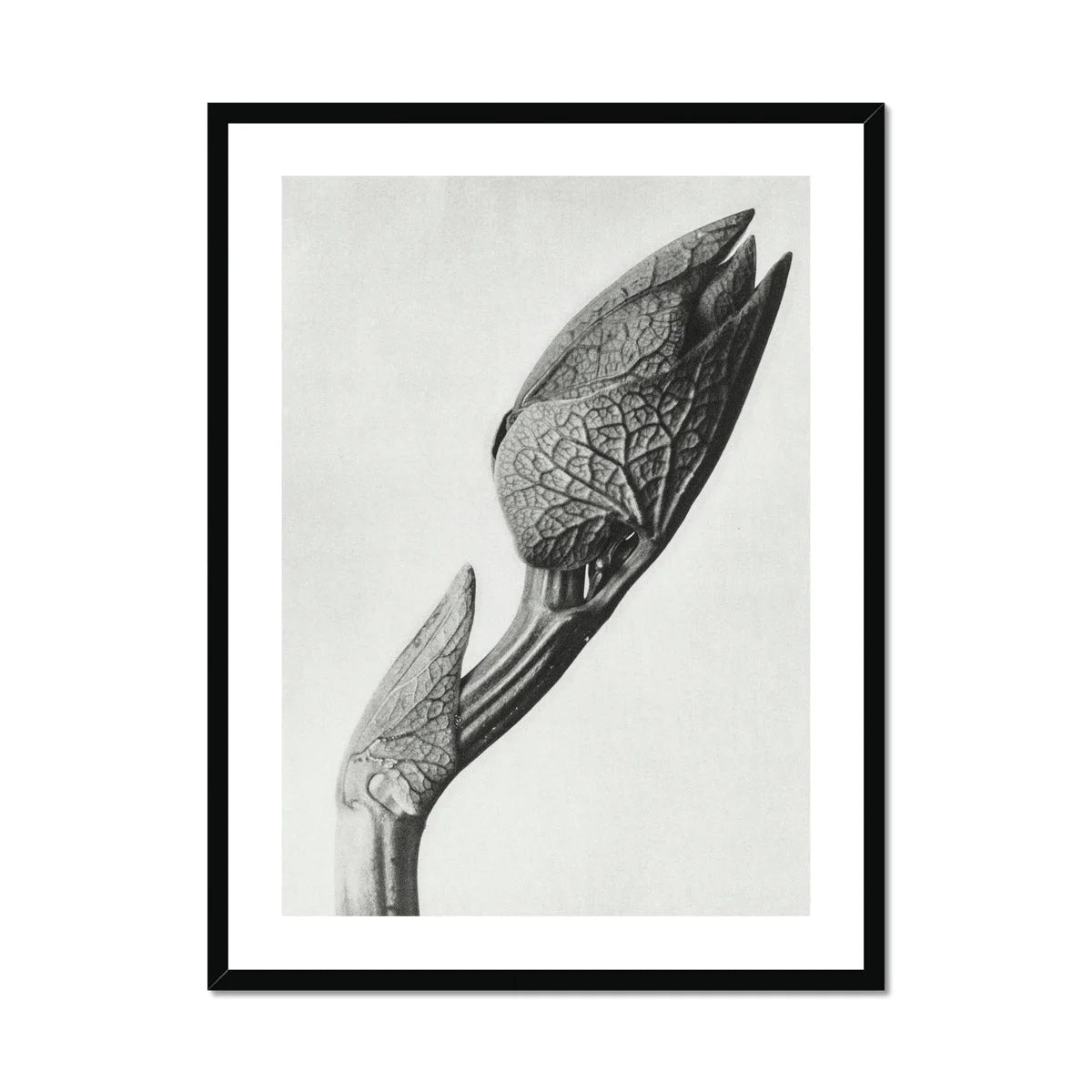 Aristolochia Clematitis (birthwort) - Karl Blossfeldt Art Print Posters Prints & Visual Artwork