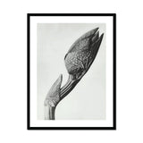 Aristolochia Clematitis (birthwort) - Karl Blossfeldt Art Print, Black White Photograph Unopened Flower Bud Textured Veined