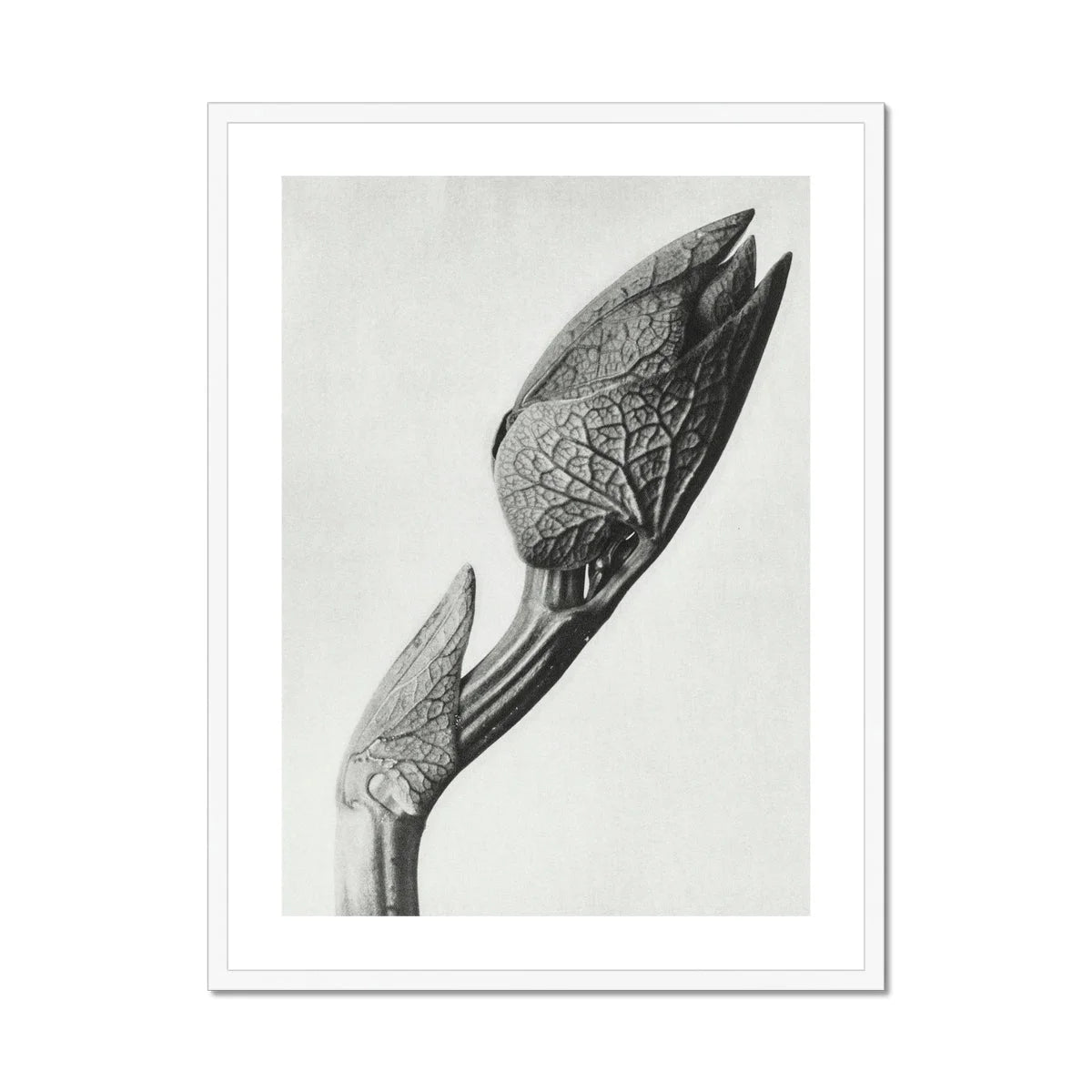 Aristolochia Clematitis (birthwort) - Karl Blossfeldt Art Print Posters Prints & Visual Artwork