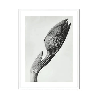Aristolochia Clematitis (birthwort) - Karl Blossfeldt Art Print, Black White Photograph Unopened Flower Buds Textured Veined