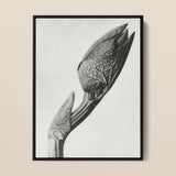 Aristolochia Clematitis (birthwort) - Karl Blossfeldt Art Print / Canvas, 12x16’’ / 31x41cm / Black Frame, Posters Prints & Visual Artwork,