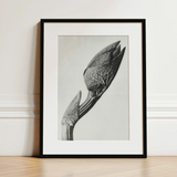 Aristolochia Clematitis (birthwort) - Karl Blossfeldt Art Print / Canvas, 12x16’’ / 31x41cm / Black Frame / Matboard, Posters Prints &
