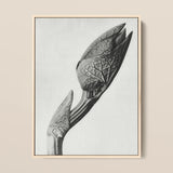 Aristolochia Clematitis (birthwort) - Karl Blossfeldt Art Print / Canvas, 12x16’’ / 31x41cm / Natural Frame, Posters Prints & Visual