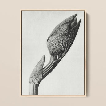 Aristolochia Clematitis (birthwort) - Karl Blossfeldt Art Print / Canvas, 12x16’’ / 31x41cm / Natural Frame, Posters Prints & Visual