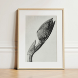 Aristolochia Clematitis (birthwort) - Karl Blossfeldt Art Print / Canvas, 12x16’’ / 31x41cm / Natural Frame / Matboard, Posters Prints &