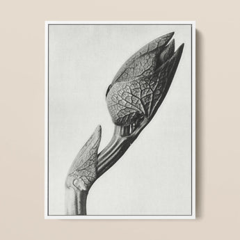 Aristolochia Clematitis (birthwort) - Karl Blossfeldt Art Print / Canvas, 12x16’’ / 31x41cm / White Frame, Posters Prints & Visual Artwork,