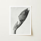 Aristolochia Clematitis (birthwort) - Karl Blossfeldt Art Print / Canvas Black-and-white Photographic Close-up Orchid Bud Intricate Leaf