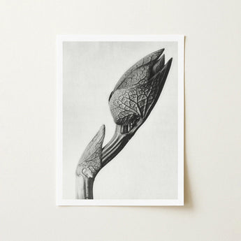 Aristolochia Clematitis (birthwort) - Karl Blossfeldt Art Print / Canvas Black-and-white Photographic Close-up Orchid Bud Intricate Leaf