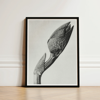 Black-framed Photographic Print Detailed Monochrome Plant Bud Intricate Karl Blossfeldt Masterpiece, Aristolochia Clematitis, Art