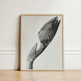 Minimalist Wooden-framed Black-and-white Photographic Print Detailed Close-up Orchid Karl Blossfeldt Masterpiece, Aristolochia Clematitis,