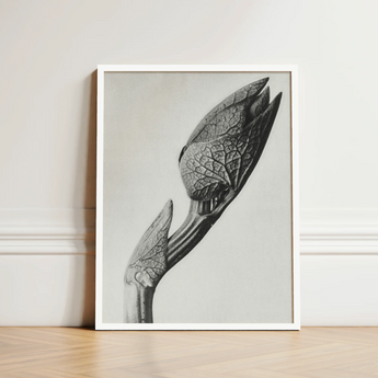 Black-and-white Framed Photograph Detailed Botanical Subject Intricate Leaf Karl Blossfeldt Masterpiece, Aristolochia Clematitis, Art Print