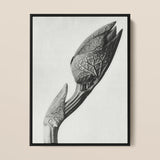 Aristolochia Clematitis (birthwort) - Karl Blossfeldt Art Print / Canvas Black-framed Black-and-white Photographic Print Detailed Textured