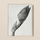 Aristolochia Clematitis (birthwort) - Karl Blossfeldt Art Print / Canvas Black-and-white Framed Photograph Detailed Botanical Subject