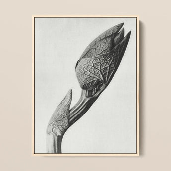 Aristolochia Clematitis (birthwort) - Karl Blossfeldt Art Print / Canvas Black-and-white Framed Photograph Detailed Botanical Subject