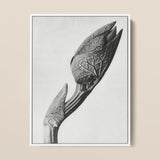Aristolochia Clematitis (birthwort) - Karl Blossfeldt Art Print / Canvas Black-and-white Photographic Print Leafy Plant Bud Detailed