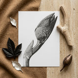 Aristolochia Clematitis (birthwort) - Karl Blossfeldt Art Print / Canvas Detailed Black-and-white Botanical Illustration Print Flower Bud
