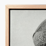 Framed Canvas Print Detailed Black-and-white Close-up Dried Leaf Karl Blossfeldt Masterpiece, Aristolochia Clematitis, Art
