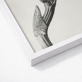 White Framed Black Botanical Print Karl Blossfeldt Masterpiece, Aristolochia Clematitis, Art
