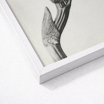 White Framed Black Botanical Print Karl Blossfeldt Masterpiece, Aristolochia Clematitis, Art