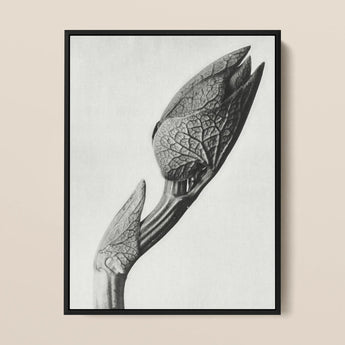Aristolochia Clematitis (birthwort) - Karl Blossfeldt Art Print / Canvas, Karl Blossfeldt Masterpiece, Aristolochia Clematitis, Blossfeldt