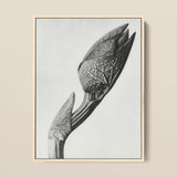 Aristolochia Clematitis (birthwort) - Karl Blossfeldt Art Print / Canvas, Karl Blossfeldt Masterpiece, Aristolochia Clematitis, Blossfeldt