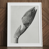 Aristolochia Clematitis (birthwort) - Karl Blossfeldt Art Print / Canvas, Karl Blossfeldt Masterpiece, Aristolochia Clematitis, Blossfeldt