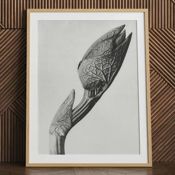 Aristolochia Clematitis (birthwort) - Karl Blossfeldt Art Print / Canvas, Karl Blossfeldt Masterpiece, Aristolochia Clematitis, Blossfeldt