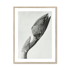 Aristolochia Clematitis (birthwort) - Karl Blossfeldt Art Print Posters Prints & Visual Artwork