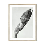Aristolochia Clematitis (birthwort) - Karl Blossfeldt Art Print, Detailed Black White Botanical Photograph Unopened Flower Bud