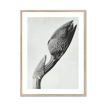 Aristolochia Clematitis (birthwort) - Karl Blossfeldt Art Print, Detailed Black White Botanical Photograph Unopened Flower Bud